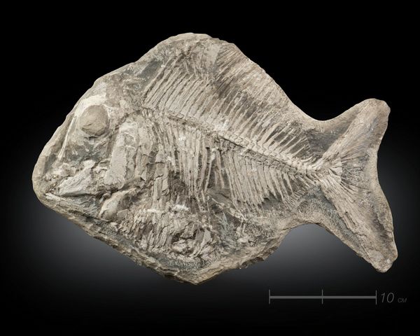 Naturalia : Pesce fossile Brasile  - Asta ASTA 302 - NATURALIA E MIRABILIA - Associazione Nazionale - Case d'Asta italiane