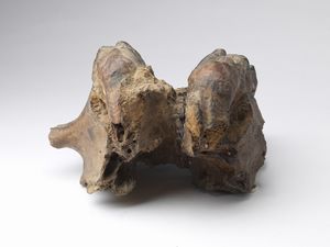 Naturalia : Mandibola fossilizzataCina (?)  - Asta ASTA 302 - NATURALIA E MIRABILIA - Associazione Nazionale - Case d'Asta italiane