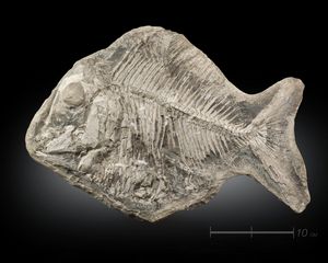 Naturalia - Pesce fossile Brasile