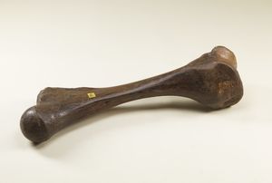 Naturalia : Osso fossilizzatoMongolia (?)  - Asta ASTA 302 - NATURALIA E MIRABILIA - Associazione Nazionale - Case d'Asta italiane