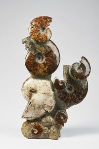 Naturalia - Gruppo di ammoniti Madagascar