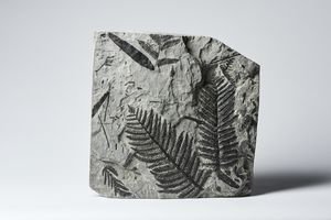 Naturalia - Felci fossilizzateAustria, Alpi Carniche, Miocene