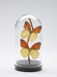Naturalia - Campana in vetro con due farfalle