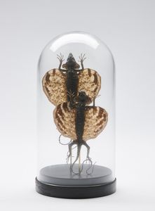 Naturalia - Campana in vetro con due draghi volanti Sud Est Asiatico