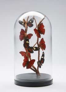 Naturalia - Campana in vetro con composizione di farfalle Madagascar