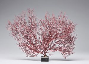 Naturalia - Gorgonia rosso/violetto