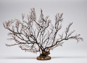 Naturalia - Grande ramo di gorgonia nera