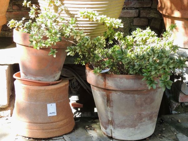 Tre piante di azalee  - Asta House Sale: Il Parco - Associazione Nazionale - Case d'Asta italiane