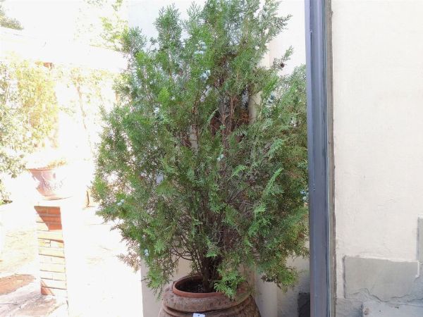 Tre piante di thuja  - Asta House Sale: Il Parco - Associazione Nazionale - Case d'Asta italiane
