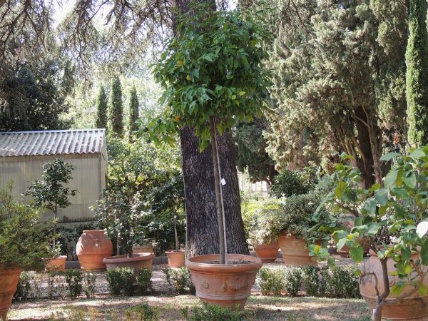 Conca d'epoca in terra di galestro  - Asta House Sale: Il Parco - Associazione Nazionale - Case d'Asta italiane
