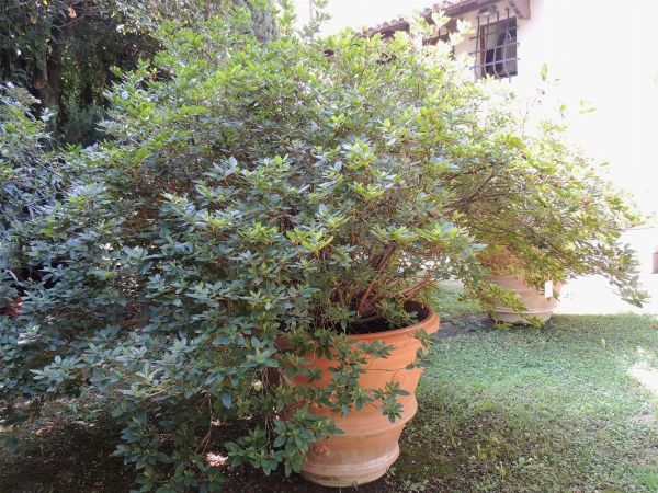 Grande pianta di azalea entro vaso a conca in terracotta  - Asta House Sale: Il Parco - Associazione Nazionale - Case d'Asta italiane