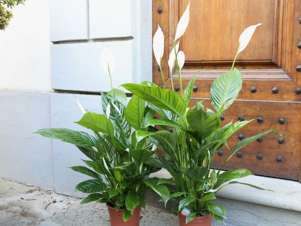Due piante  di spatiphillium  - Asta House Sale: Il Parco - Associazione Nazionale - Case d'Asta italiane