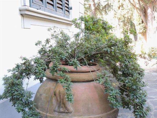 Grande pianta di azalea  - Asta House Sale: Il Parco - Associazione Nazionale - Case d'Asta italiane