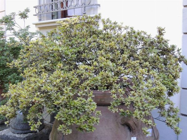 Grande pianta di azalea  - Asta House Sale: Il Parco - Associazione Nazionale - Case d'Asta italiane