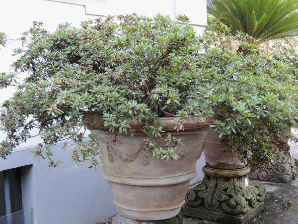 Grande pianta di azalea in vaso a conca di terracotta  - Asta House Sale: Il Parco - Associazione Nazionale - Case d'Asta italiane