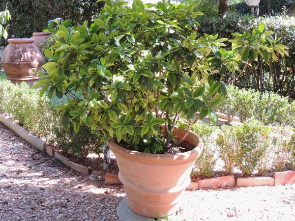 Grande pianta di gardenia  - Asta House Sale: Il Parco - Associazione Nazionale - Case d'Asta italiane