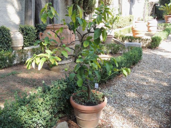 Pianta di limone  - Asta House Sale: Il Parco - Associazione Nazionale - Case d'Asta italiane