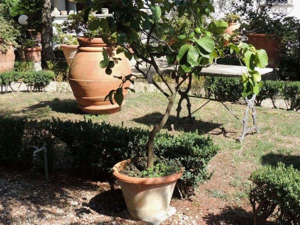 Pianta di limone ad alberello  - Asta House Sale: Il Parco - Associazione Nazionale - Case d'Asta italiane