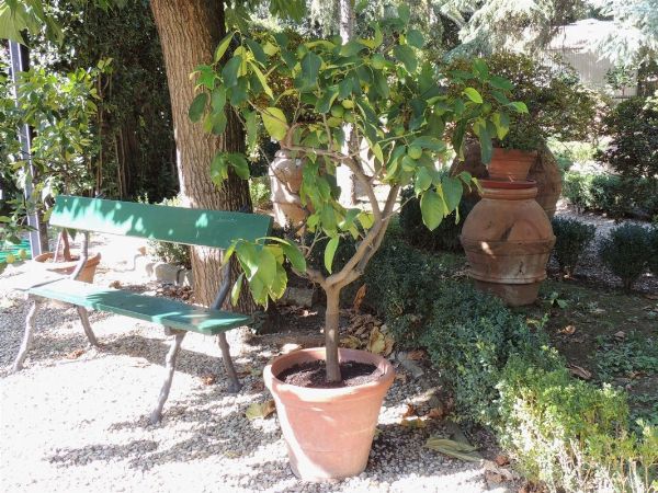 Pianta di limone ad alberello  - Asta House Sale: Il Parco - Associazione Nazionale - Case d'Asta italiane