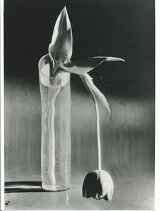 Kertsz Andr : Tulipano melanconico, New York, 1939  - Asta Asta a Tempo | Fotografia - Associazione Nazionale - Case d'Asta italiane