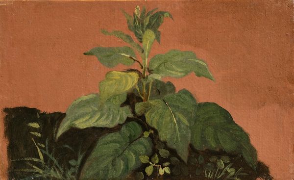 Johann Jakob Frey : Due studi di vegetazione  - Asta Dipinti e Disegni Antichi, Arte del XIX Secolo - Associazione Nazionale - Case d'Asta italiane