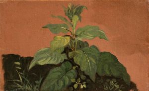 Johann Jakob Frey - Due studi di vegetazione