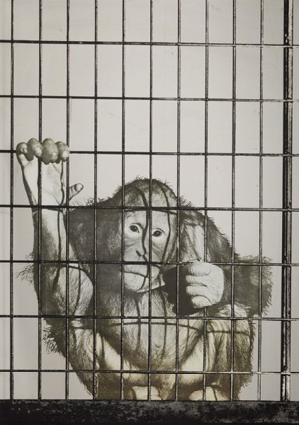 Pistoletto Michelangelo : Scimmia, 1972  - Asta Asta 507 - Arte Moderna e Contemporanea - II sessione - Associazione Nazionale - Case d'Asta italiane