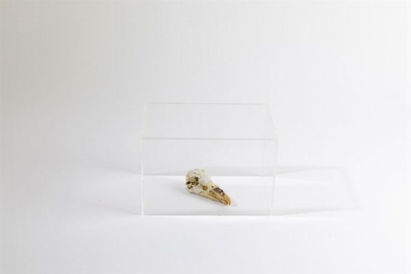 Avery Charles : Skull of Minuso, 2007  - Asta Asta 507 - Arte Moderna e Contemporanea - II sessione - Associazione Nazionale - Case d'Asta italiane