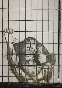 Pistoletto Michelangelo - Scimmia, 1972