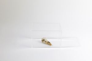 Avery Charles : Skull of Minuso, 2007  - Asta Asta 507 - Arte Moderna e Contemporanea - II sessione - Associazione Nazionale - Case d'Asta italiane