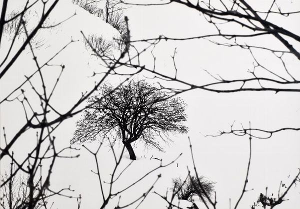 Abbas Gharib : Lonely tree (Snow white photo collection)  - Asta 86° ASTA DI ARTE MODERNA E CONTEMPORANEA - Associazione Nazionale - Case d'Asta italiane