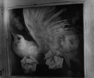 CLARENCE JOHN LAUGHLIN - Bird of the Death Dream
