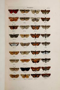 ,William Wood : Wood William A complete illustrated catalogue consisting of upwards of two thousand accurately coloured figures of the lepidopterus insects of Great Britain... London, G. Willis, 1854  - Asta Libri Antichi, Stampe, Incisioni e Carte Geografiche | Cambi Time - Associazione Nazionale - Case d'Asta italiane