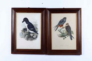 ,John Gould - Falco cuculo, 1869