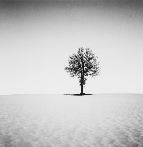 ,Michael Kenna : Tree in Snow, Castelnovo n2 Moni, Emilia Romagna, Italy  - Asta Fotografia - Associazione Nazionale - Case d'Asta italiane