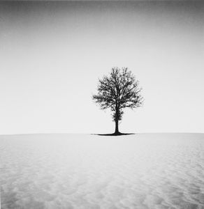,Michael Kenna - Tree in Snow, Castelnovo n2 Moni, Emilia Romagna, Italy