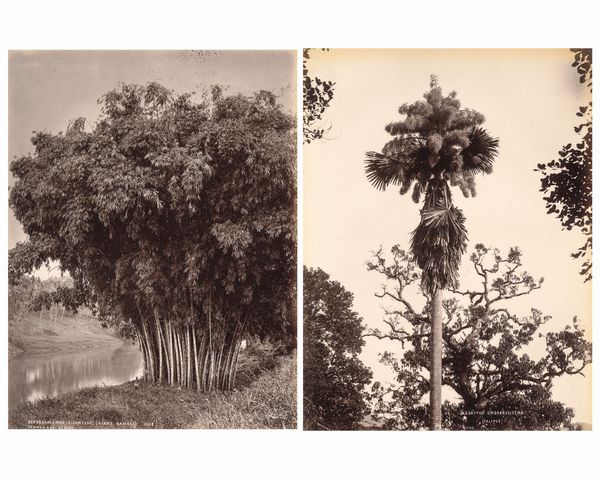 ,Charles Thomas Scowen : Giant Bamboo ; Corypha umbraculifera, Talipot  - Asta Fotografia dell'800: album di viaggio - Associazione Nazionale - Case d'Asta italiane