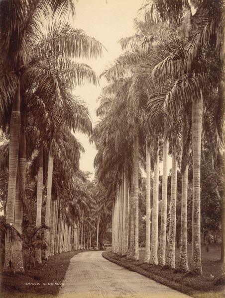 ,William Louis Henry Skeen & Co : Paradeniya, Ceylon  - Asta Fotografia dell'800: album di viaggio - Associazione Nazionale - Case d'Asta italiane