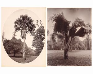 ,Charles Thomas Scowen - Corypha umbraculifera, Talipot palm ; Lodoicea Seychellarum - double cocoa-nut palm