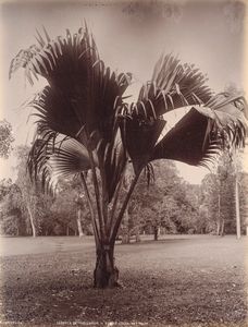 ,Charles Thomas Scowen : Corypha umbraculifera, Talipot palm ; Lodoicea Seychellarum - double cocoa-nut palm  - Asta Fotografia dell'800: album di viaggio - Associazione Nazionale - Case d'Asta italiane