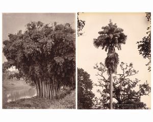 ,Charles Thomas Scowen : Giant Bamboo ; Corypha umbraculifera, Talipot  - Asta Fotografia dell'800: album di viaggio - Associazione Nazionale - Case d'Asta italiane