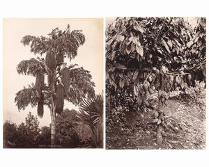 ,Charles Thomas Scowen - Caryota urens (Kitul) ; Theobroma cacao