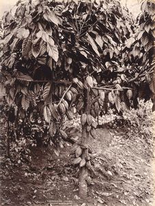 ,Charles Thomas Scowen : Caryota urens (Kitul) ; Theobroma cacao  - Asta Fotografia dell'800: album di viaggio - Associazione Nazionale - Case d'Asta italiane
