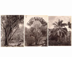 ,Charles Thomas Scowen - Candle tree; Traveller's palm ; Cocoa-nut palm