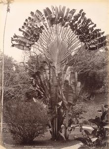 ,Charles Thomas Scowen : Candle tree; Traveller's palm ; Cocoa-nut palm  - Asta Fotografia dell'800: album di viaggio - Associazione Nazionale - Case d'Asta italiane