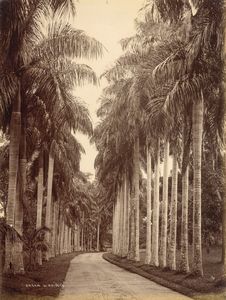 ,William Louis Henry Skeen & Co - Paradeniya, Ceylon