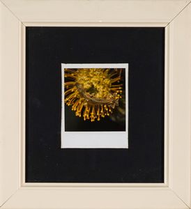 ,NOBUYOSHI  ARAKI : Flower, Yamorinski, Bondage  - Asta Asta di arte moderna e contemporanea - Associazione Nazionale - Case d'Asta italiane