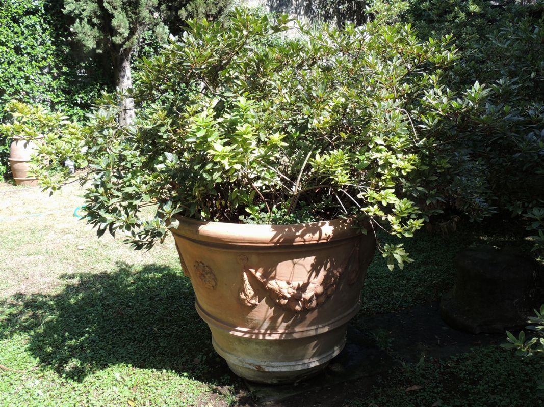 Grande pianta di azalea entro vaso a conca in terracotta - Asta